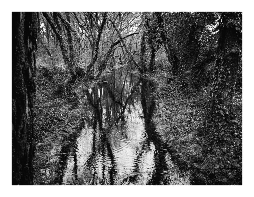 Pluneret : Photo en noir et blanc d'un chemin innondé avec des arbres nus et arqués se reflétant dans l'eau. Des ondulations sont visibles à la surface du cours d'eau, suggérant quelques grosses gouttes de pluie. Le feuillage dense et les branches tordues créent une atmosphère étrange et mystérieuse.